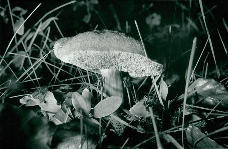 WOODLAND SPECIES LEPIOTA RHACODES - Vintage Photograph