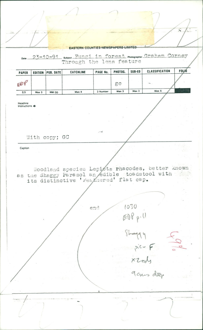 WOODLAND SPECIES LEPIOTA RHACODES - Vintage Photograph
