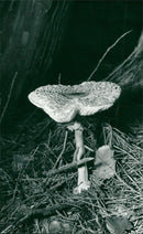 WOODLAND SPECIES LEPIOTA RHACODES - Vintage Photograph