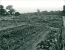 Allotment garden - Vintage Photograph