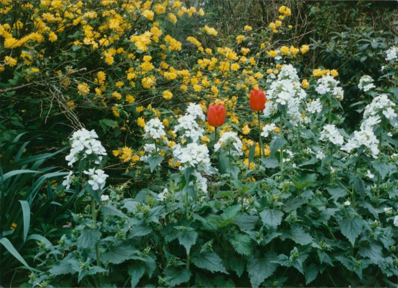 Kerria and honesty flower - Vintage Photograph