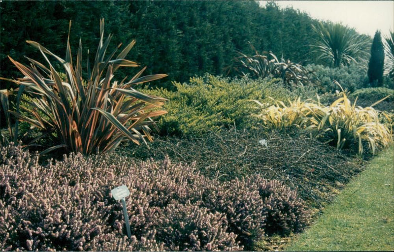 Good Gardening - Vintage Photograph