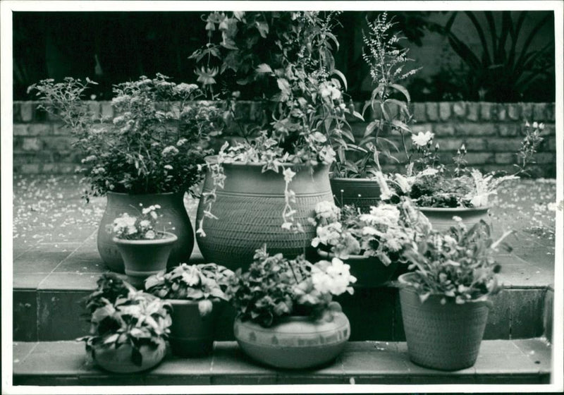 HTA Easy Gardening Campaign - Vintage Photograph