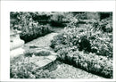 Herb Garden - Vintage Photograph