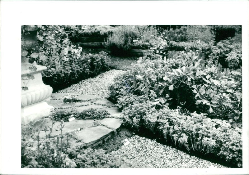 Herb Garden - Vintage Photograph