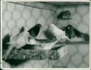 Canary Bird - Vintage Photograph