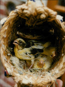 Birds Nest - Vintage Photograph