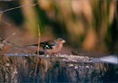 Chaffinch Bird - Vintage Photograph