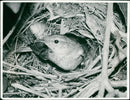 The Tiny Bird Chiffchaff at Nest. - Vintage Photograph
