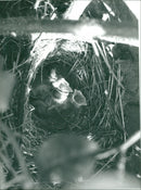Iketshall blackbirds nest. - Vintage Photograph
