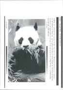 Animals - Vintage Photograph