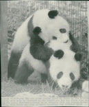 Animals - Vintage Photograph