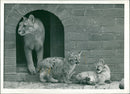 Animals - Vintage Photograph
