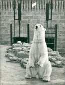 Animals - Vintage Photograph