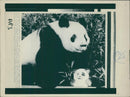 Animals - Vintage Photograph