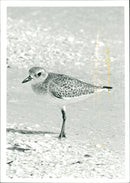 Grey Plover. - Vintage Photograph