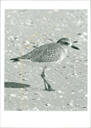Grey Plover. - Vintage Photograph