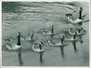 Canada geese on the Doles at Burgh Castle. - Vintage Photograph