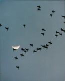 Pink footed geese. - Vintage Photograph