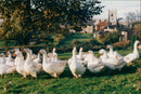 Bird geese. - Vintage Photograph