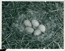 Birds nest. - Vintage Photograph