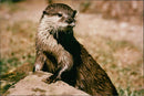 Canadian Otter - Vintage Photograph