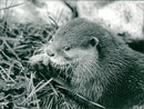 Kilverstone Otters - Vintage Photograph