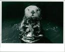 Otter - Vintage Photograph