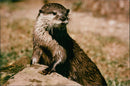 Otter at Suffolk Wildlife Park - Vintage Photograph