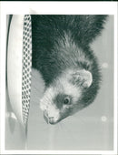 POLE- CAT - Vintage Photograph