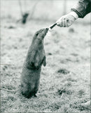 OTTER - Vintage Photograph