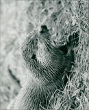 OTTER - Vintage Photograph