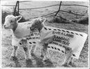 Animals : Sheep - Vintage Photograph