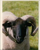 Animals : Sheep - Vintage Photograph
