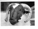 Animals : Sheep - Vintage Photograph