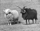 Animals : Sheep - Vintage Photograph