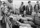 Animals : Sheep - Vintage Photograph