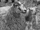 Animals : Sheep - Vintage Photograph