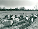 Animals : Sheep - Vintage Photograph