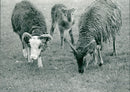 Animals : Sheep - Vintage Photograph