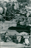 Animals : Sheep - Vintage Photograph