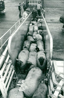 Animals : Sheep - Vintage Photograph