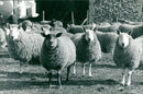 Animals : Sheep - Vintage Photograph