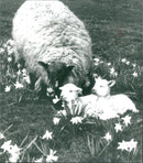 Animals : Sheep - Vintage Photograph