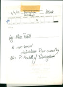 Animals : Sheep - Vintage Photograph