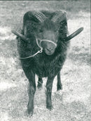 Animals : Sheep - Vintage Photograph