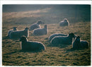 Animals : Sheep - Vintage Photograph