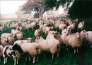 Animals : Sheep - Vintage Photograph