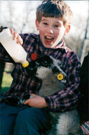 Animals : Sheep - Vintage Photograph