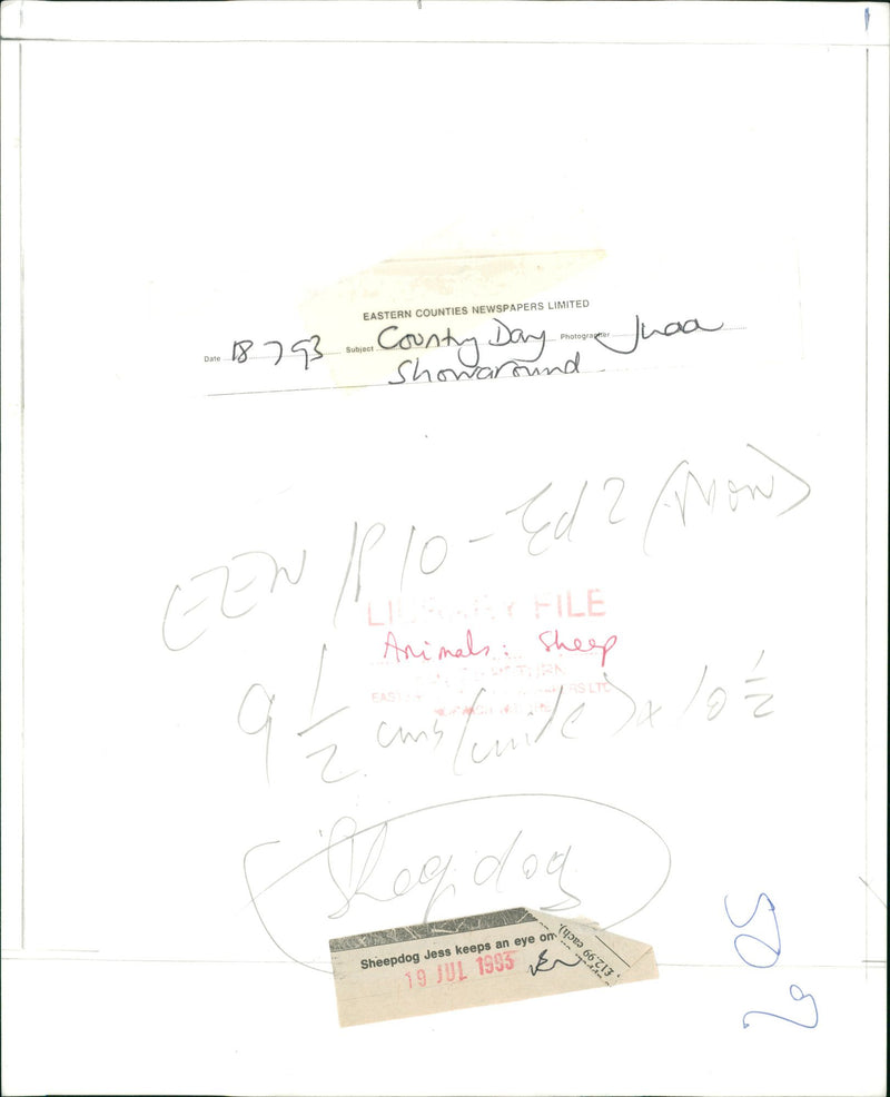 Animals : Sheep - Vintage Photograph